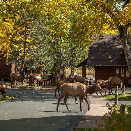 Rams Horn Village Resort Estes Park Kültér fotó
